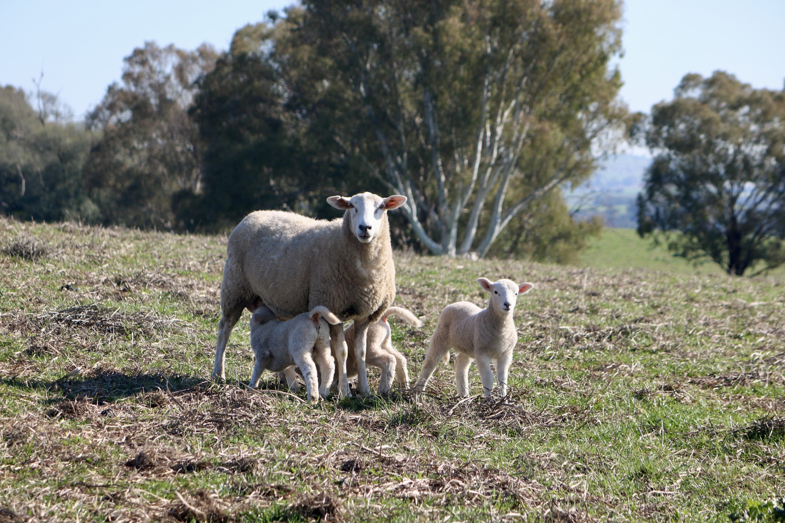 Commercial Highlander Ewe